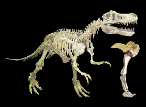恐竜の骨格と化石の展示