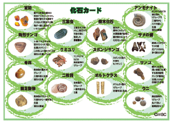 化石一覧表