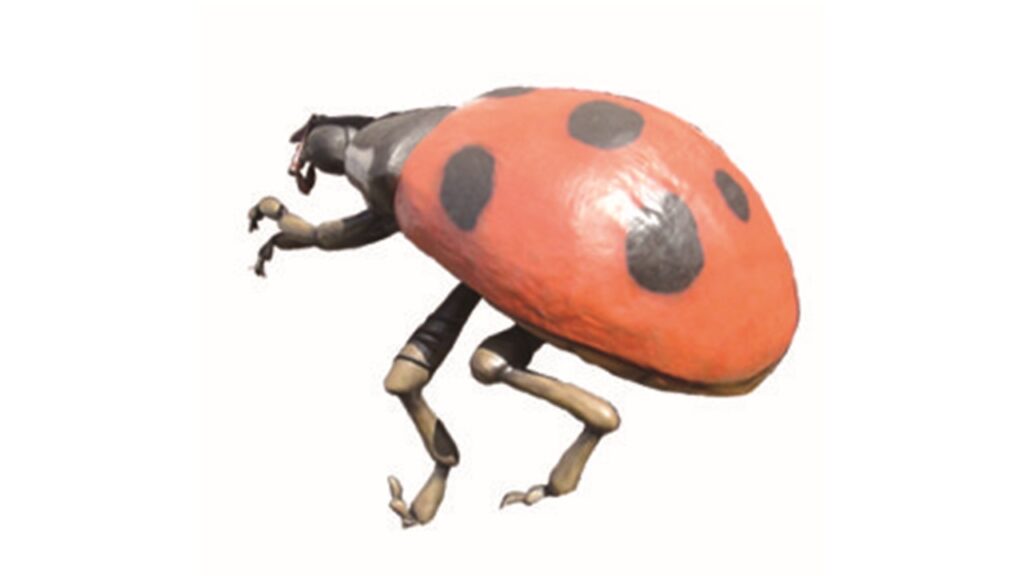 ナナホシテントウ
