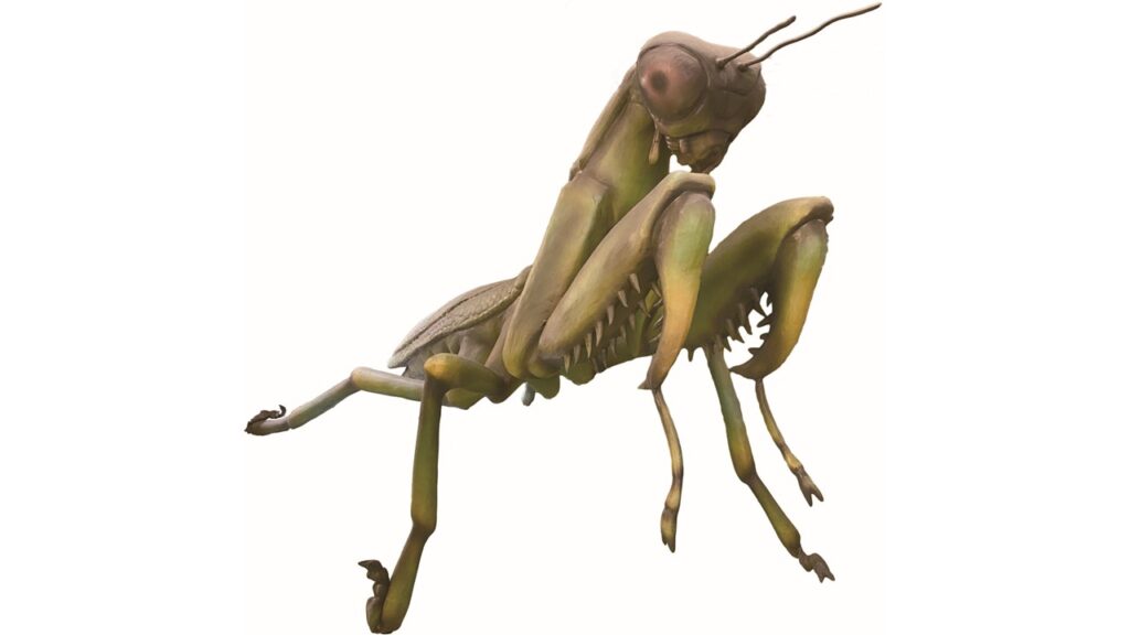 カマキリ